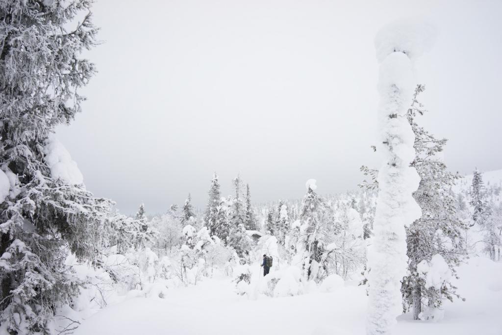 Parc national du Riisitunturi.