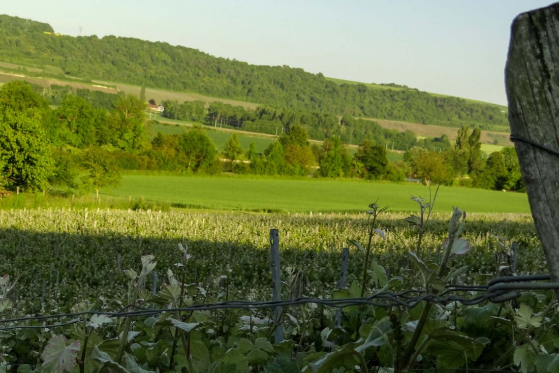 Randonnée dans les vignobles de champagne de l'Aisne © MDT