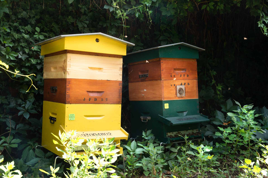 Les ruches du restaurant © Clémence Losfeld