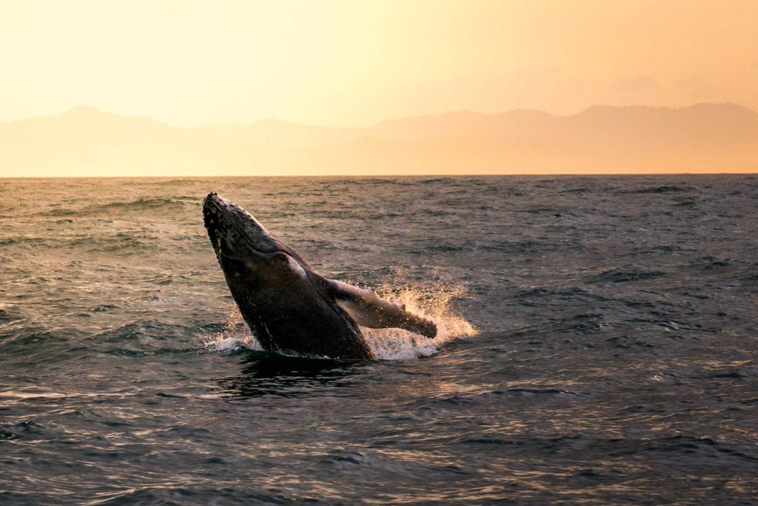 Observation des baleines © OT République Dominicaine