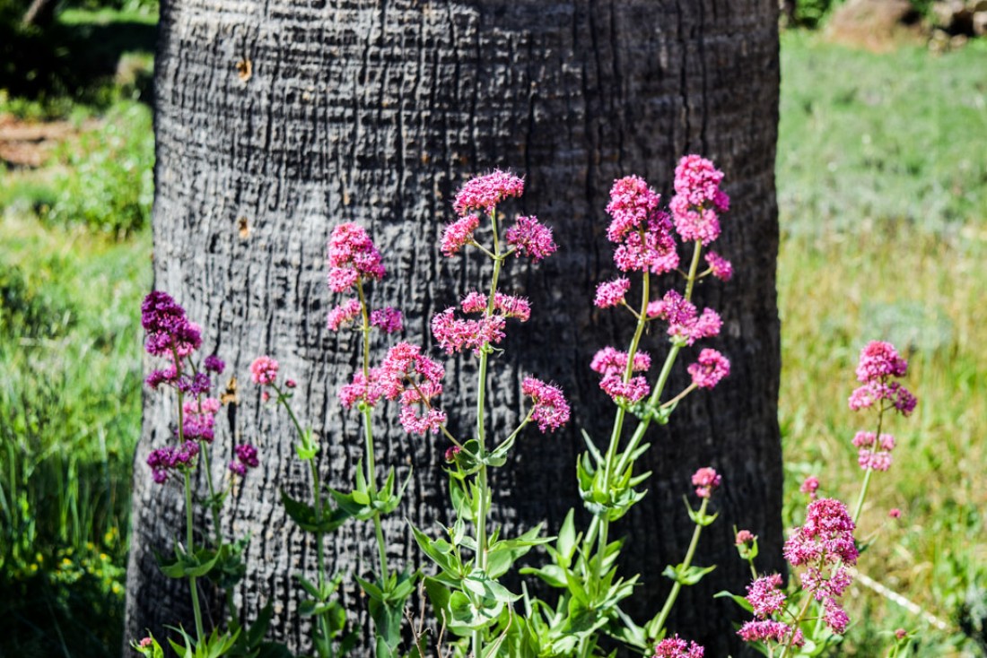 Fleurs sur l'Île Saint-Honorat © Yonder.fr