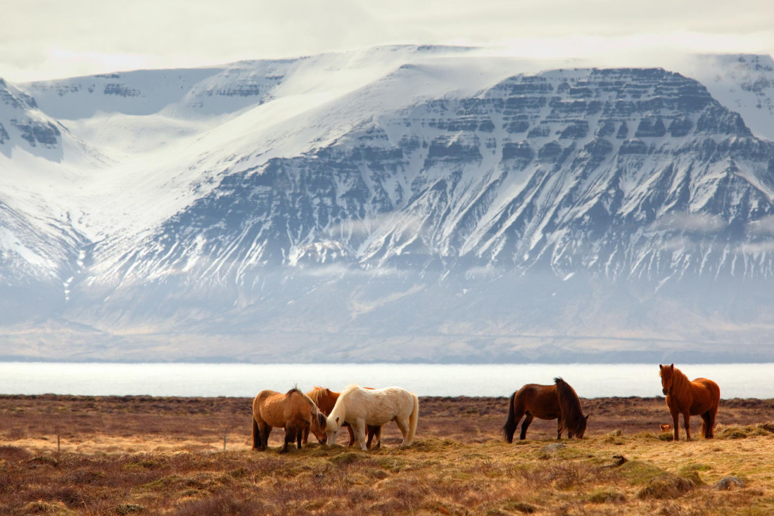 Les chevaux islandais © Vladimir Riabinin
