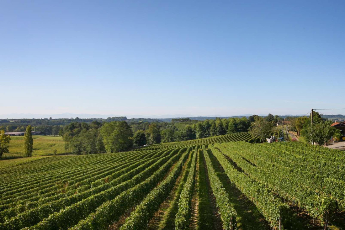 Les vignes du Domaine de Pribat © DR
