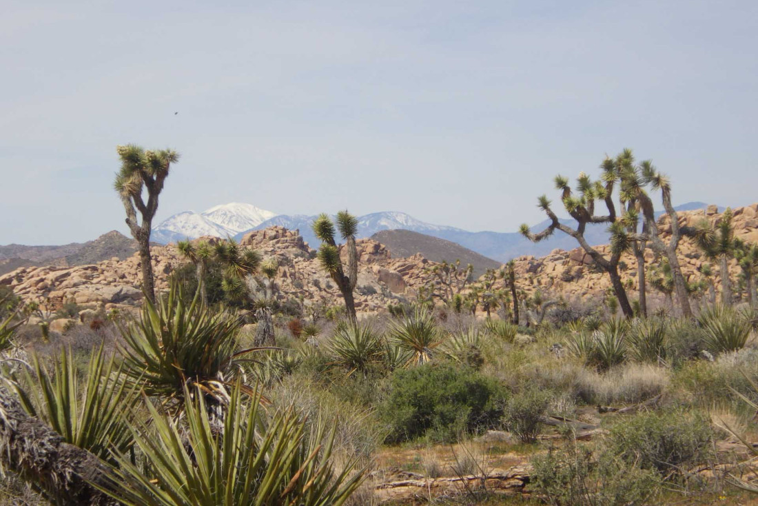 Joshua Tree Park © Fum Bally