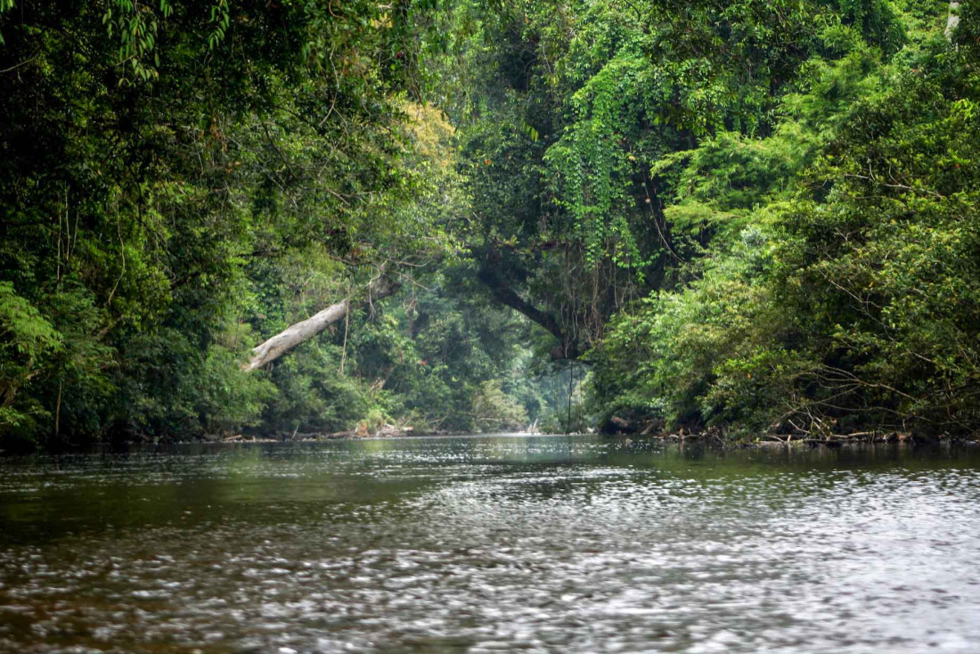 Le parc national de Taman Negara © Bernd Dittrich