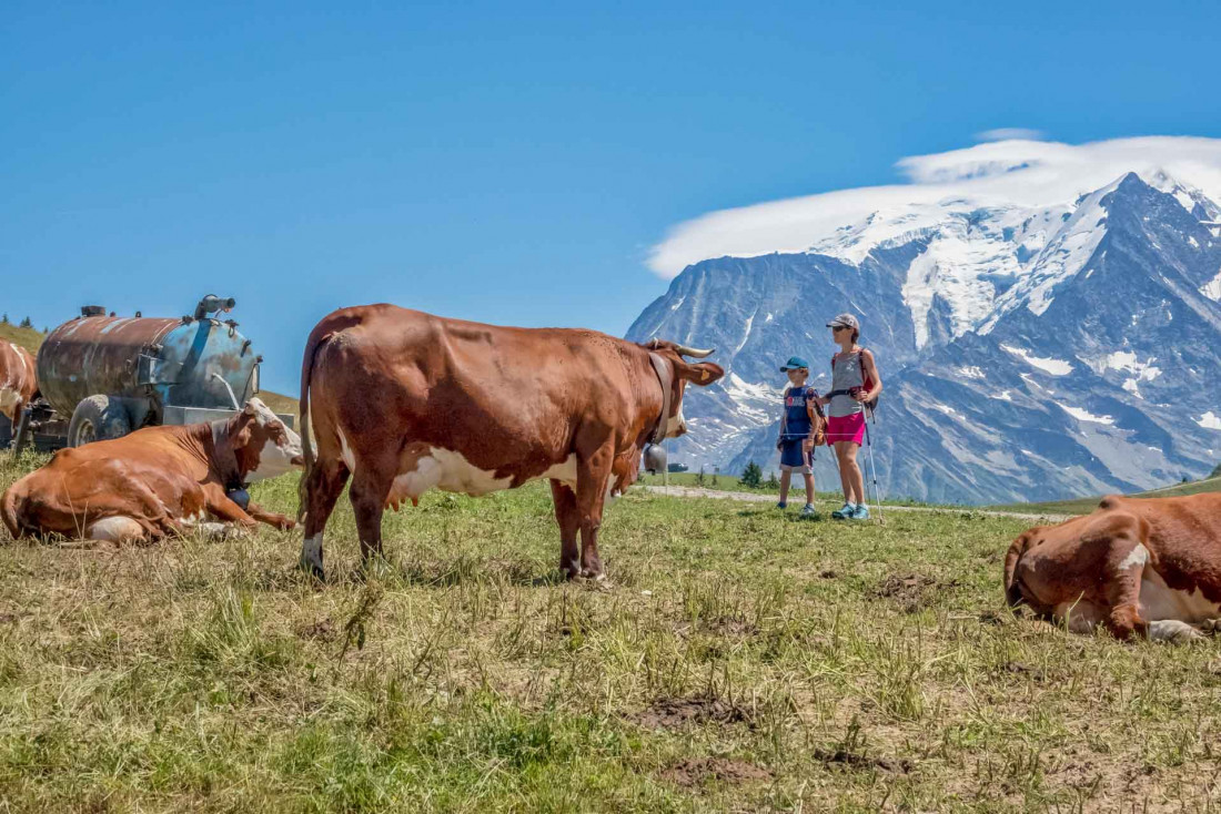 Le bonheur des vaches en alpage l'été à la montagne © Boris Molinier