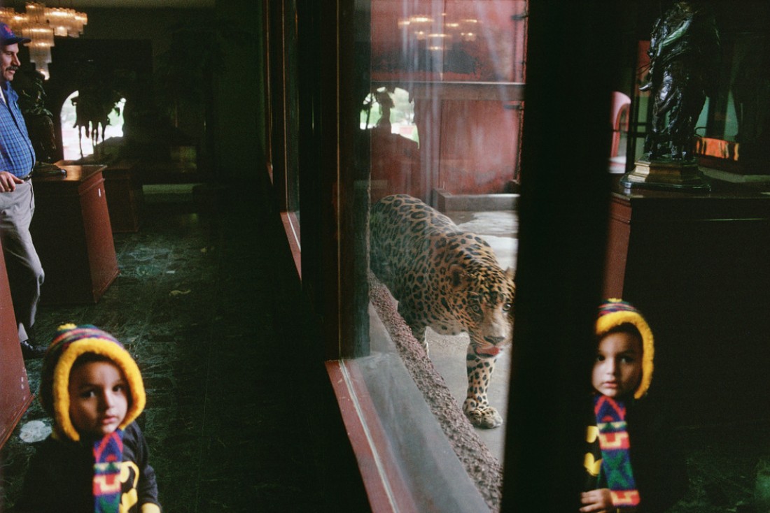 Tijuana, 1995. Race track zoo. © Alex Webb / Magnum Photos