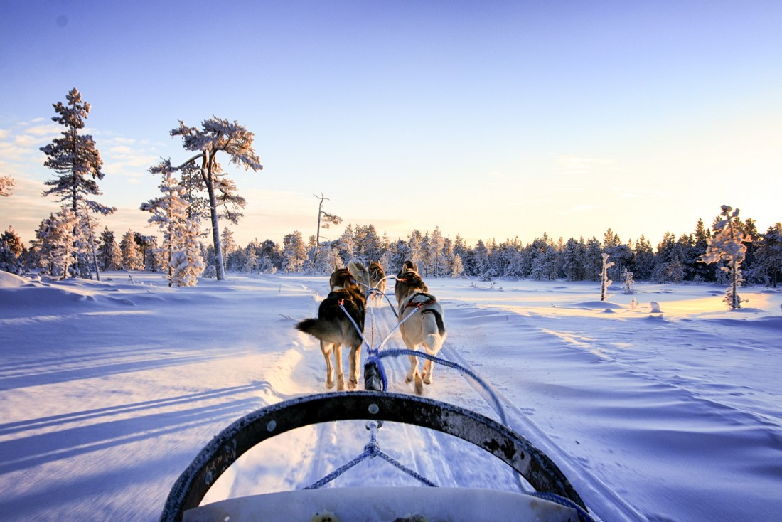 Itinéraire en Laponie, Traineau à chien avec Kota Husky © Thierry Chevillard