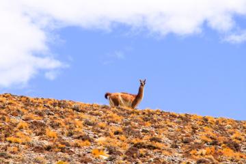 Guanaco aux aguets | © Cédric Aubert Guanaco aux aguets | © Cédric Aubert