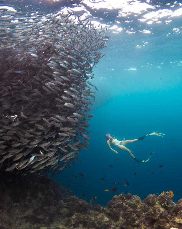 La liste des activités proposées est inépuisable, avec une école de plongée et de surf, de la voile, du kayak et du paddle, de la randonnée et des excursions à la journée. La liste des activités proposées est inépuisable, avec une école de plongée et de surf, de la voile, du kayak et du paddle, de la randonnée et des excursions à la journée.