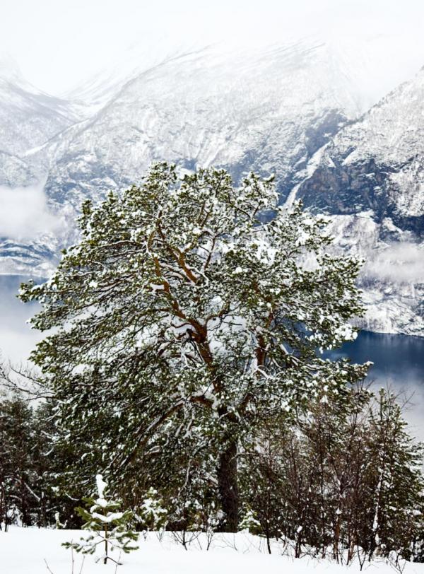 Vue sur l'Aurlandsfjorden pendant la promenade en raquettes © YONDER.fr