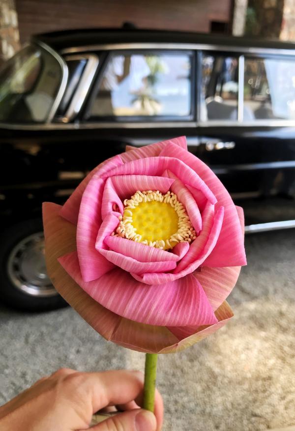 Fleur de lotus, avant l'heure du départ, à nouveau en limousine Mercedes © YONDER.fr