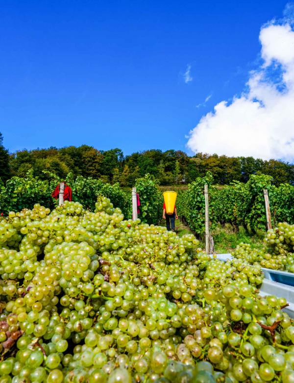 Vendange dans la Meuse © Artipair Vendange dans la Meuse © Artipair