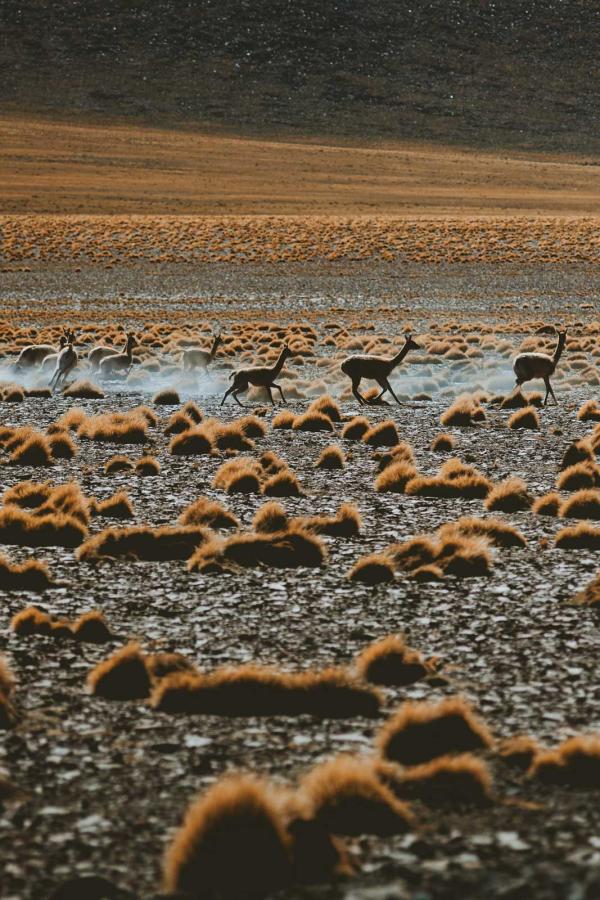 Itinéraire de 10 jours à 2 semaines au Chili, l’Atacama © Jonatas Tinoco Itinéraire de 10 jours à 2 semaines au Chili, l'Atacama © Jonatas Tinoco