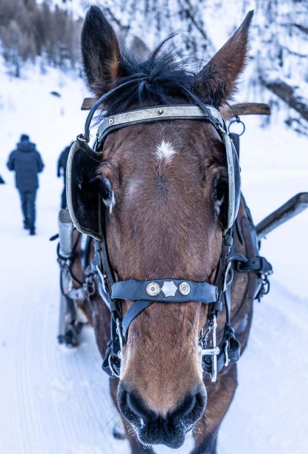 Ski joëring © Elliot Gieu Ski joëring © Elliot Gieu