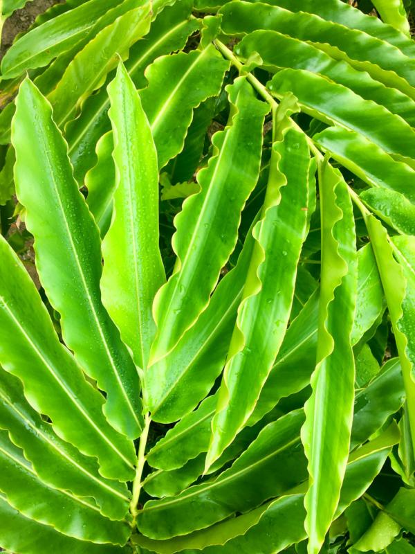 Détail de la végétation extérieure © Constance Lugger Détail de la végétation extérieure © Constance Lugger