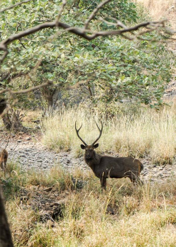 Les cerfs sont légions dans le Parc national de Ranthambore © YONDER.fr