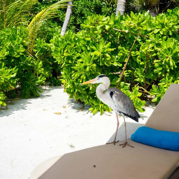 Parfois, la faune s’invite dans le décor léché du resort © Yonder.fr Parfois, la faune s'invite dans le décor léché du resort © Yonder.fr