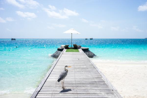 Parfois, la faune s’invite dans le décor léché du resort © Yonder.fr Parfois, la faune s'invite dans le décor léché du resort © Yonder.fr