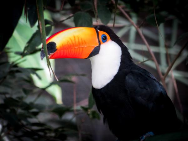 Un toucan au «Biocentro Güembe»à Santa Cruz © CC Matthew Straubmuller