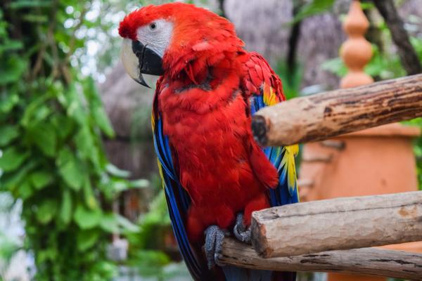 Perroquet © Yonder.fr Perroquet © Yonder.fr