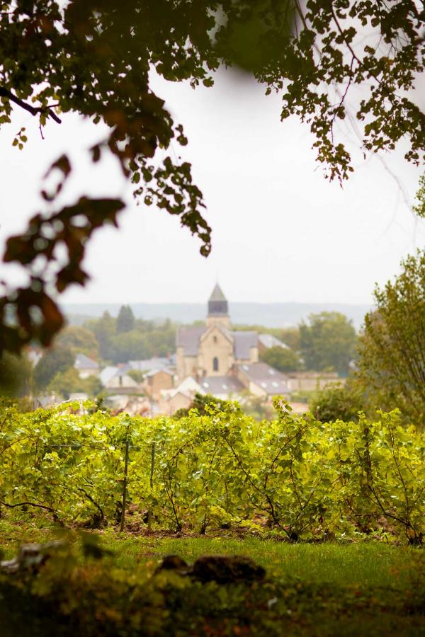 Les vignes de Leclerc-Briant © Leclerc-Briant