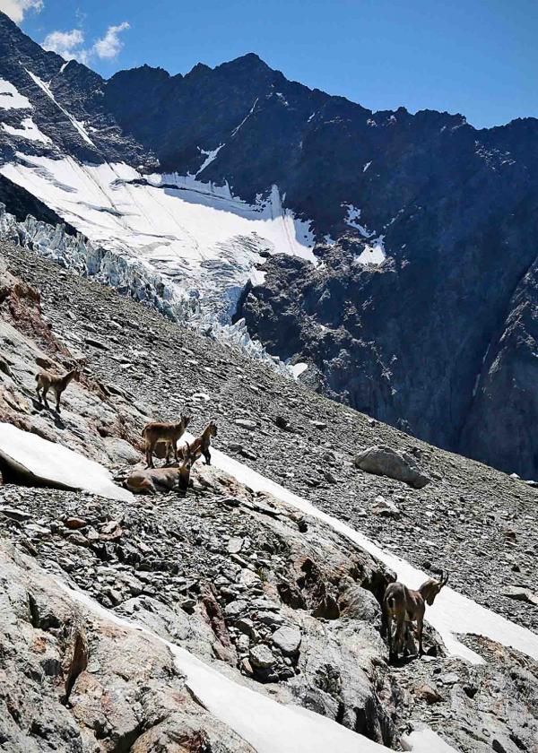 Bouquetins devant le glacier Bionnassay © OT Saint-Gervais Studio buonaventura Bouquetins devant le glacier Bionnassay © OT Saint-Gervais Studio buonaventura