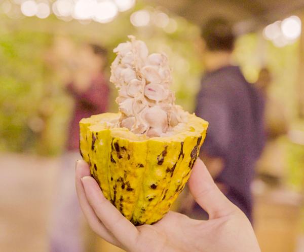 Torréfiés ou cru, le cacao rentre dans la gamme des produits de soins locaux.