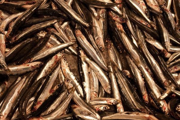 Poissons au marché du Rialto | © Flickr CC - .and+ - https://flic.kr/p/6QQM4w