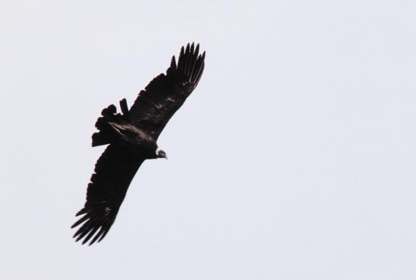 Un condor survole notre bivouac | © Cédric Aubert Un condor survole notre bivouac | © Cédric Aubert