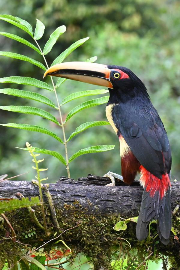 Mashpi Lodge — Toucan © Antoine Lorgnier