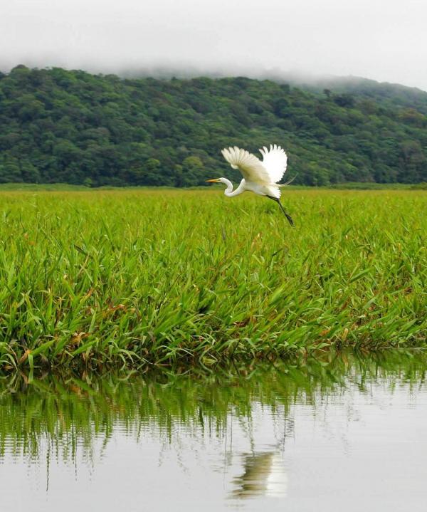 Aigrette blanche dans le marais de Kaw © Jean-Emmanuel Hay Aigrette blanche dans le marais de Kaw © Jean-Emmanuel Hay