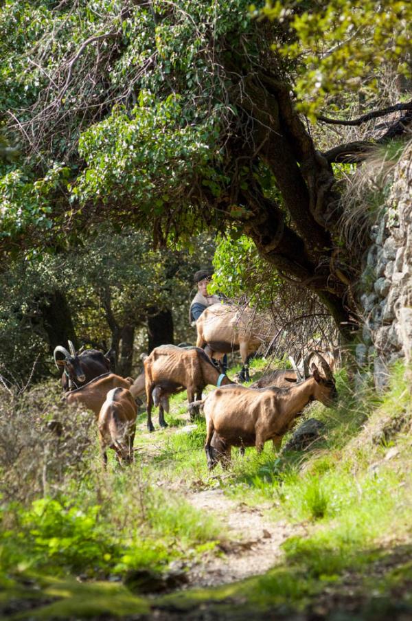 L'éleveuse et productrice de pélardon Marylène Julien et son troupeau © Comonlight