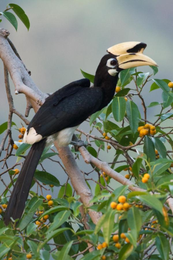 La faune et la flore entourent The Datai Langkawi La faune et la flore entourent The Datai Langkawi