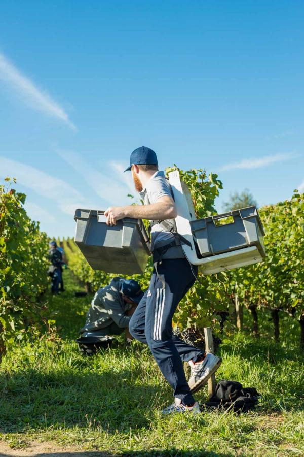 Chateau Troplong Mondot - Vendanges Chateau Troplong Mondot - Vendanges