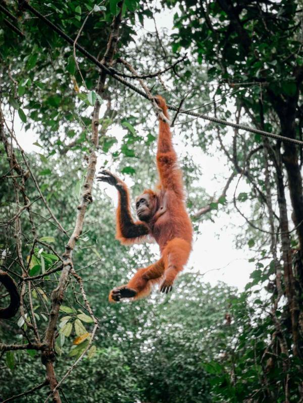 La Semenggoh Nature Reserve dans le Sarawak © Pat Whelen