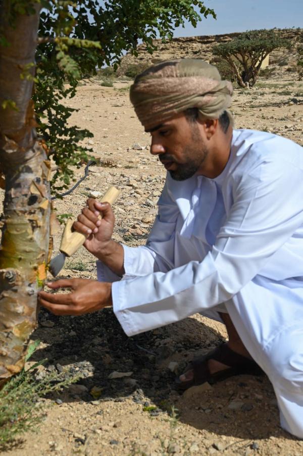 Taille de l'encens © Pascale Missoud