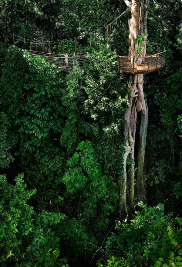 The Datai Langkawi - Canopy Walk © DR The Datai Langkawi - Canopy Walk © DR
