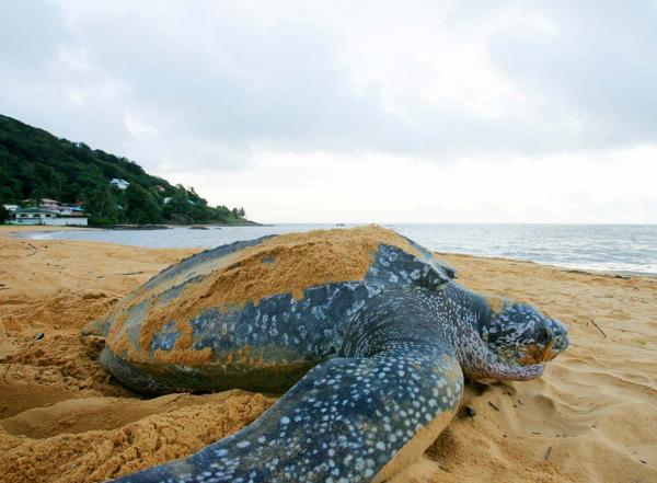 Tortue Luth © Jean-Emmanuel Hay CTGuyane