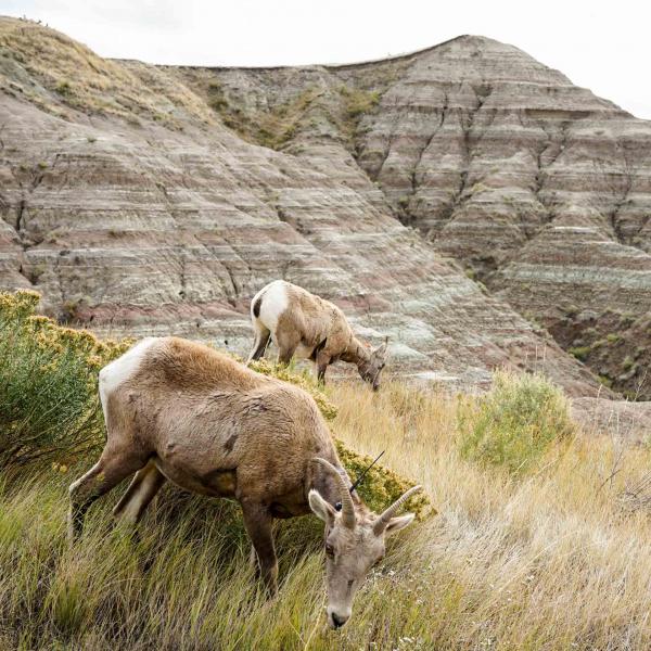 Les "pronghorns", des sortes d'antilopes, sont nombreuses dans le parc © YONDER.fr
