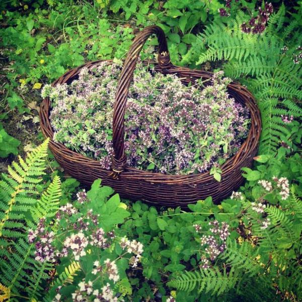 Balade cueillette dans le hameau des Hauts-Buttés © DR Balade cueillette dans le hameau des Hauts-Buttés © DR