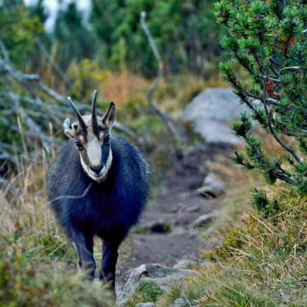 Chamois dans les Vosges © DR Chamois dans les Vosges © DR