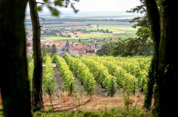 Les vignes de la Maison Salon au Mesnil-sur-Oger © Serge Chapuis