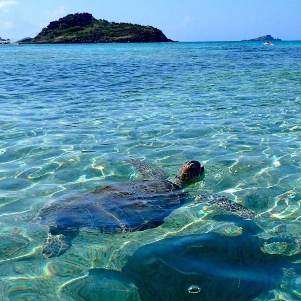 Une croisière dans les Caraïbes à Saint-Barthélémy © Catlante Une croisière dans les Caraïbes à Saint-Barthélémy © Catlante