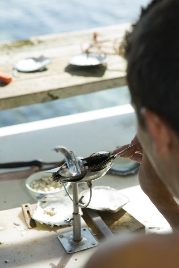 Récolte des perles en Polynésie © Tahiti Tourisme