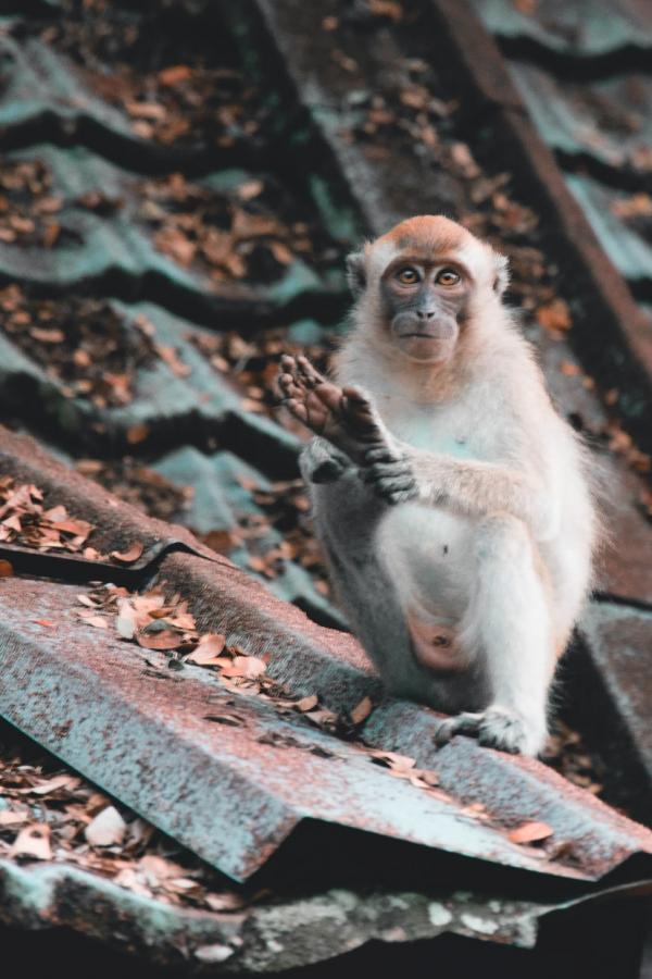 Tama Negara © Job Savelsberg Tama Negara © Job Savelsberg