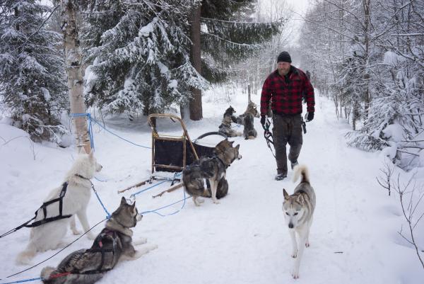 Lauri, de Kota-Husky, avec ses huskies sibériens.