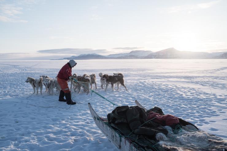 Groenland - Traîneau à chien près de Qeqertat