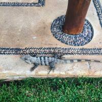 Dans le jardin, de paisibles iguanes se promènent tranquillement © Yonder.fr Dans le jardin, de paisibles iguanes se promènent tranquillement © Yonder.fr