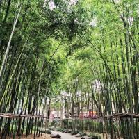 Bambous dans le Gucheng Park © Yonder.fr Bambous dans le Gucheng Park © Yonder.fr